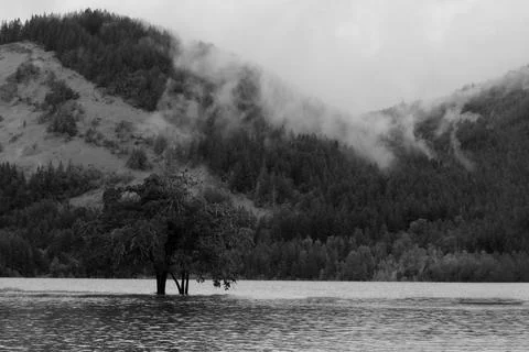 Tree in dorena Stock Photos