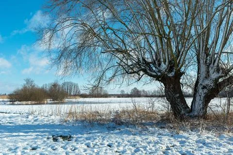 A tree with a double trunk in a winter scenery, Nowiny, Poland Stock Photos