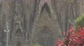 Tree with doves between the towers of Sagrada Familia, Barcelona 4k or 4k+ Resolution