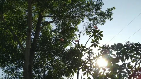 Tree down 2 Video stock 169357401