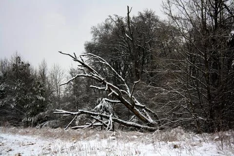 Tree down covered with snow by the highway Stock Photos