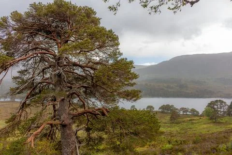 A tree down by the lake 写真素材