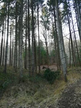 Tree down / new inquiry Wild-Forest [SERIE # 2/20] Stock Photos