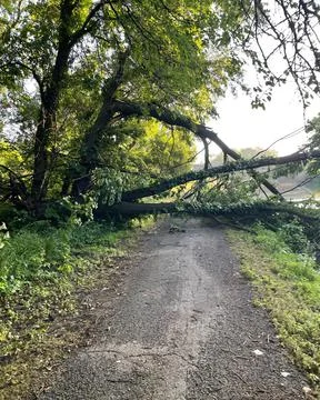 Tree down over trail Stock Photos