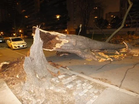 Tree down Stock Photos