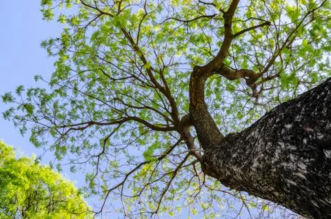 A tree from down side with a blue sky Stock Photos