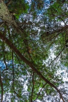 A tree from down side with a blue sky Stock Photos