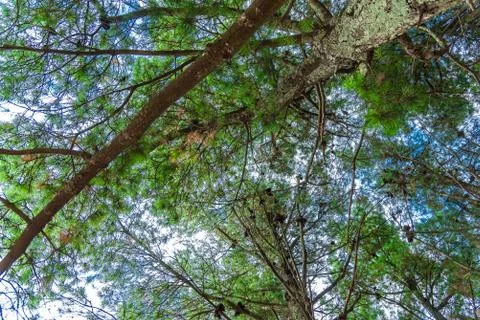 A tree from down side with a blue sky Stock Photos