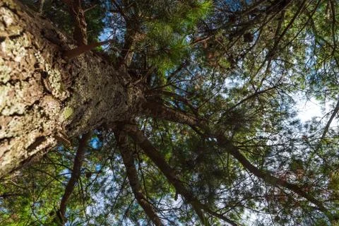 A tree from down side with a blue sky Stock Photos