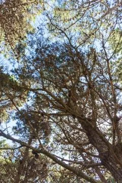 A tree from down side with a blue sky Stock Photos
