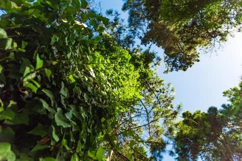 A tree from down side with a blue sky Stock Photos