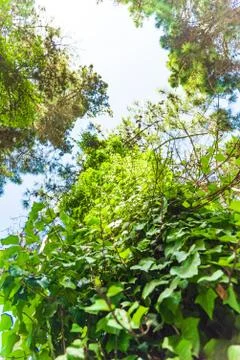 A tree from down side with a blue sky Stock Photos