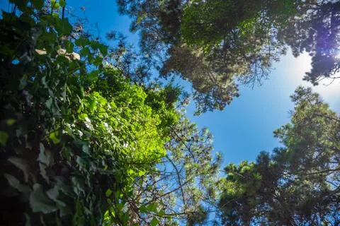 A tree from down side with a blue sky Stock Photos