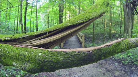 Tree Down on Trail 1 HD Stock Footage 33281737