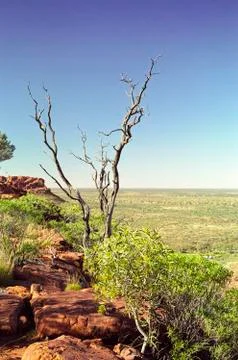 Tree down under kings canyon outback landscape Fotos de archivo
