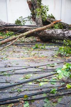 Tree down in wind damage Stock Photos