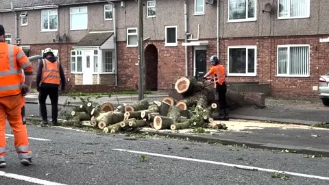 Tree downed by high winds in Blyth as Storm Floris hits Stock Footage 314273926