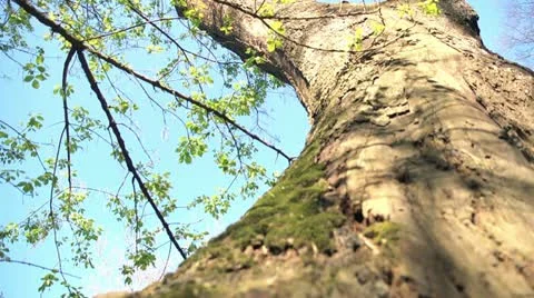 Tree downward Video stock 10906145