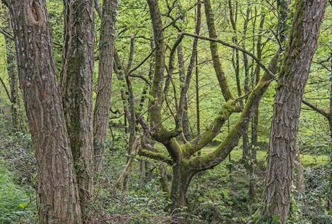 A tree draped in vibrant green moss Stock Photos