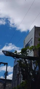 Tree with drastic pruning due to power grid and iron pole Stock Photos