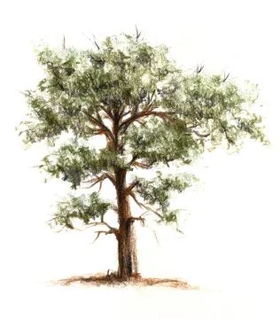 Tree drawn by Color Pencils Stock Illustration