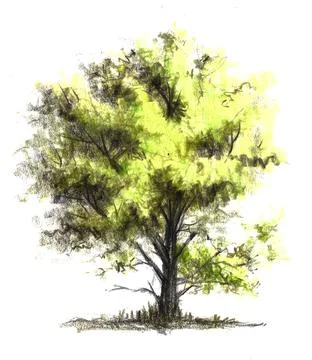 Tree drawn by color pencils Stock Illustration