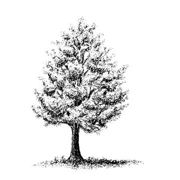 Tree drawn in old ink and pen Stock Illustration