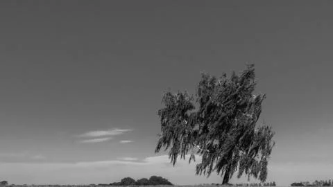 A tree drawn by the wind Stock Photos