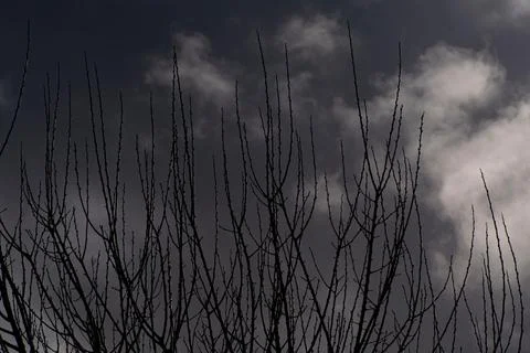 Tree with dried branches and dark sky with gray clouds 스톡 사진