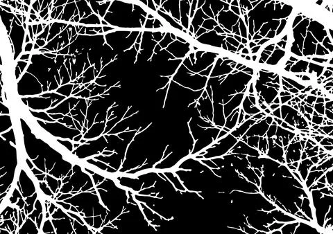 Tree dried branches and twigs. Vector  silhouette Illustrazione stock