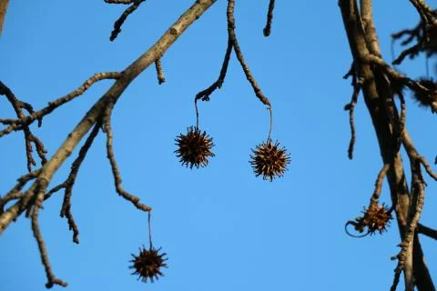 Tree with dried fruits Stock Photos