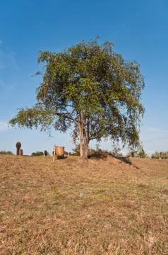 Tree with dried grass Stock Photos