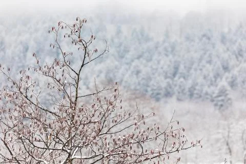 A tree with dried leaves on a background of a pine winter forest and snow Stock Photos