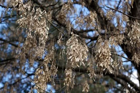 Tree with dried leaves Stock Photos