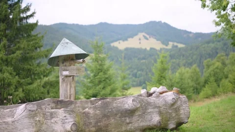 Tree drinking fountain in Black Forest Mountain Range Germany Schwarzwald  Video stock 331460152