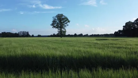 Tree Drone 4K in the Netherlands Stock Footage 190280201