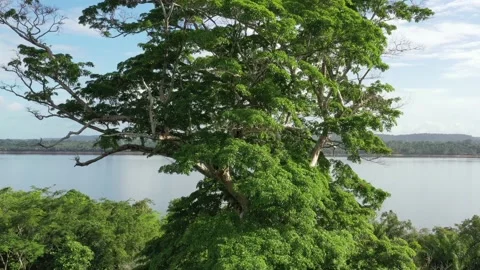 Tree drone in the Amazon rainforest Stock Footage 158589707