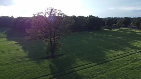 Tree Drone Circle 4K Stock Footage 190283689