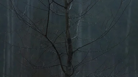 Tree with droplets. Time lapse Stock Footage