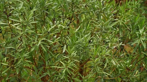 Tree with drops of water Stock Footage 72408619
