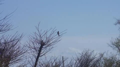Tree with dry branches with cllear sky Stock Photos