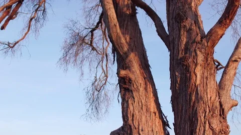 Tree with dry branches Stock-Footage 74648291
