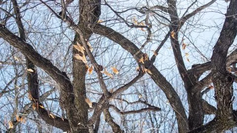 Tree Dry Branches Stock Photos