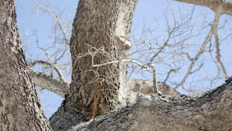 Tree Dry Branches Stock Photos