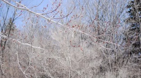 Tree Dry Branches Stock Photos
