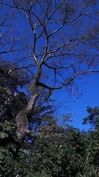 Tree with Dry Branches under a Blue Sky Stock Photos