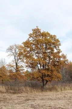 Tree with dry brown foliage Foto stock