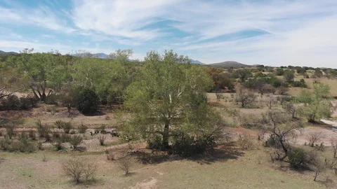 Tree at dry creek 4K Vídeos de archivo 107286602