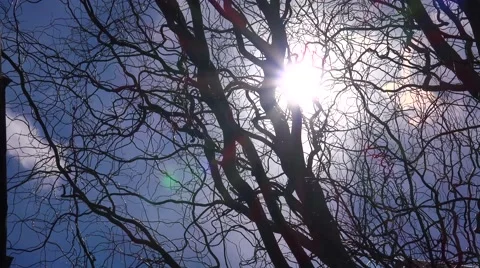 Tree Dry Dead Branches Background Against Sun Rays. 4K UltraHD, UHD Vídeos de archivo 49135767