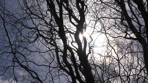 Tree Dry Dead Branches Background Against Sun Rays. 4K UltraHD, UHD Stock Footage 49135831